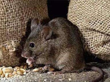 鼠类防治