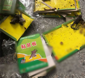 大学餐厅食堂灭鼠