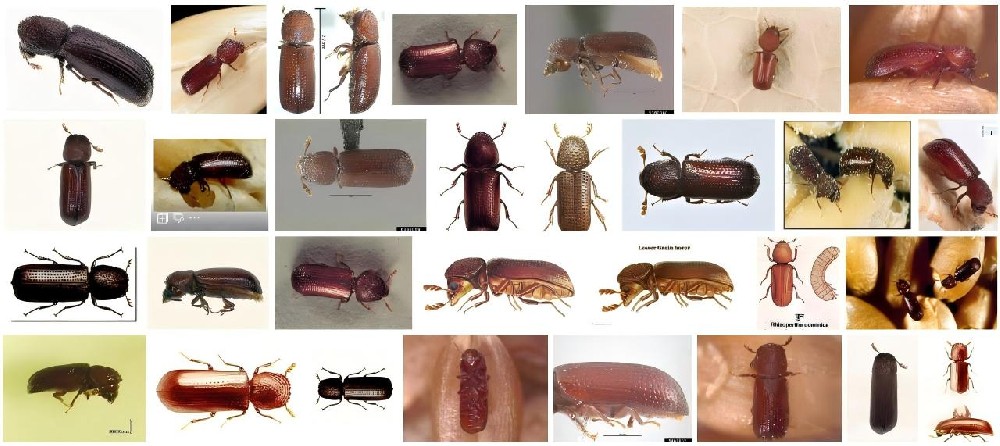 【粮食科普】［教你认虫］第 6 期 谷蠹 惊人大食量，破坏性破坏