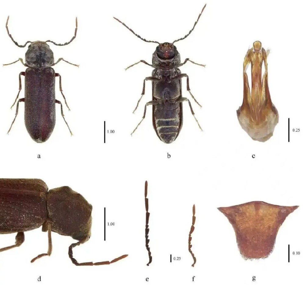 布达拉宫发现新物种!